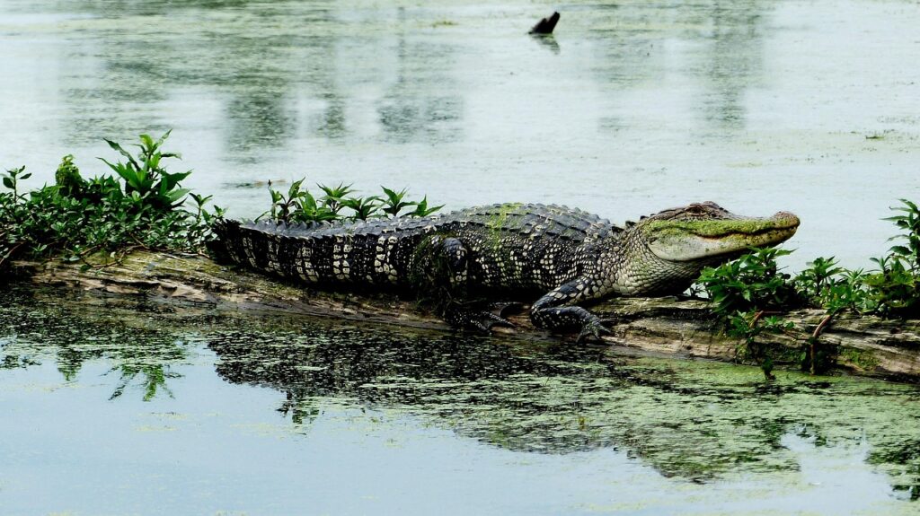 Alligator vs. Crocodile