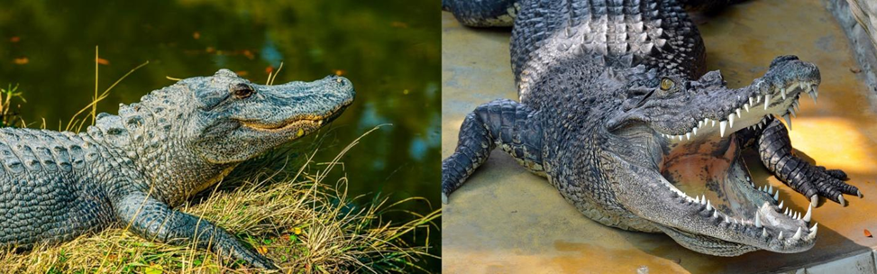Alligator vs. Crocodile? The Startling Disparity You Must Know! 1 Alligator vs. Crocodile