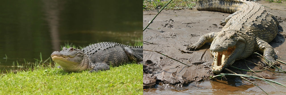 Alligator vs. Crocodile? The Startling Disparity You Must Know! 2 Alligator vs. Crocodile