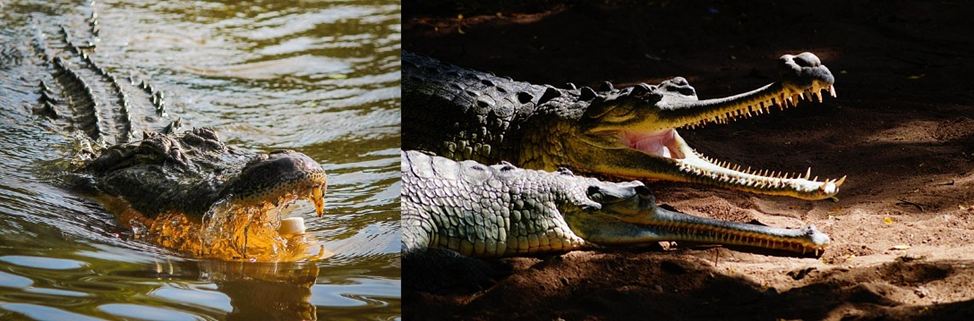 Alligator vs. Crocodile? The Startling Disparity You Must Know! 3 Alligator vs. Crocodile
