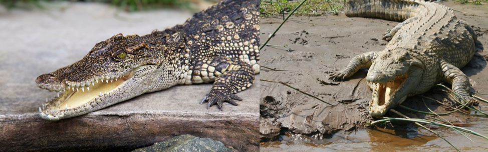 Alligator vs. Crocodile? The Startling Disparity You Must Know! 4 Alligator vs. Crocodile