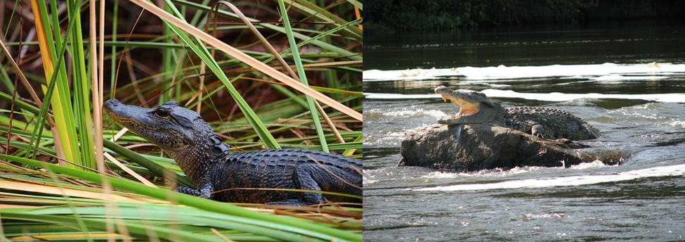 Alligator vs. Crocodile? The Startling Disparity You Must Know! 6 Alligator vs. Crocodile