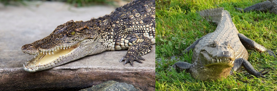 Alligator vs. Crocodile? The Startling Disparity You Must Know! 5 Alligator vs. Crocodile