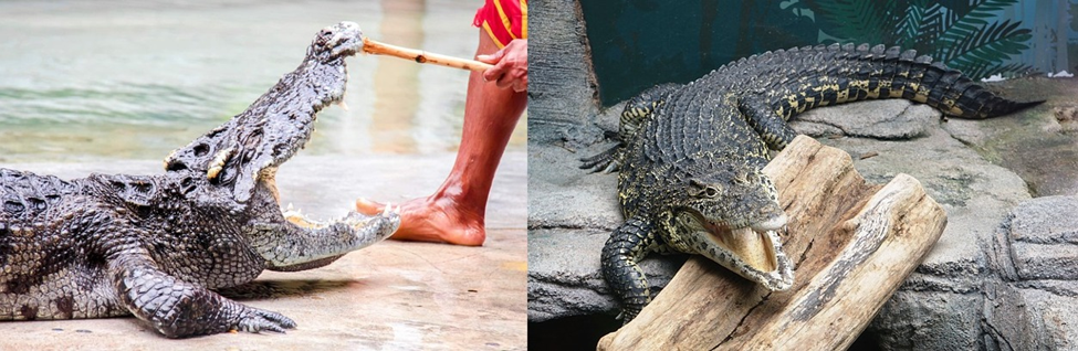 Alligator vs. Crocodile? The Startling Disparity You Must Know! 7 image 20