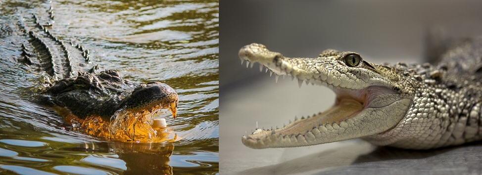 Alligator vs. Crocodile? The Startling Disparity You Must Know! 8 image 21