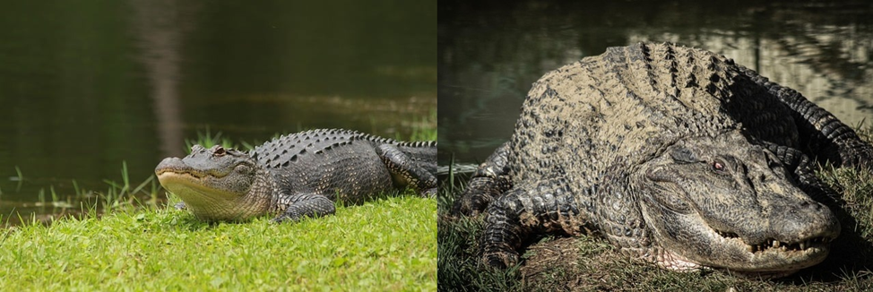 Alligator vs. Crocodile? The Startling Disparity You Must Know! 9 image 22