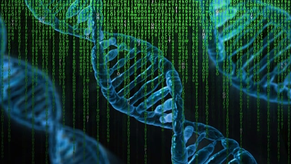 Functional Roles of DNA and RNA