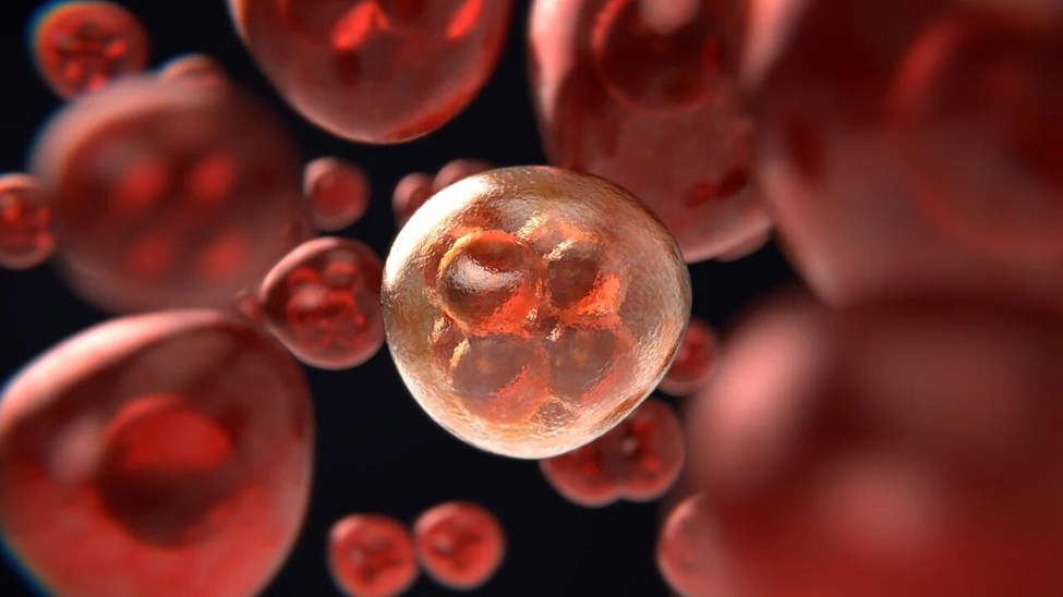 Difference between Mitosis and Meiosis; The Fascinating Split 4 Importance of Mitosis and Meiosis: